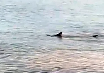 Datça kıyılarında köpek balıkları görüldü!