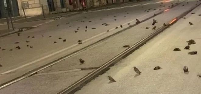 Son dakika: Yüzlerce kuş öldü! Yılbaşında havai fişek nedeniyle telef oldular