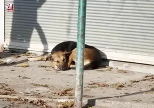 Başıboş sokak köpeği dehşeti