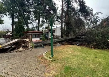 İznik'te çam ağacı gürültüyle devrildi