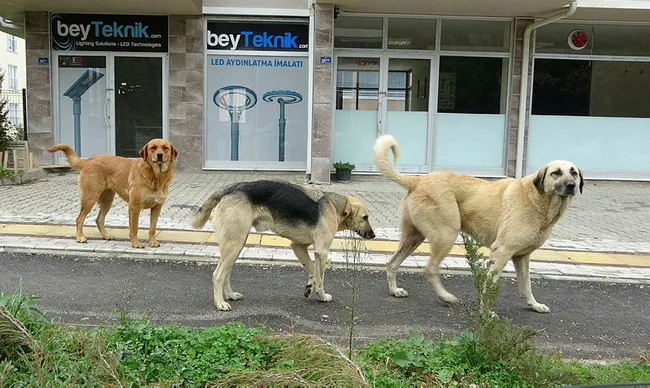 Bursa'da kadın kucağındaki bebekle 20 köpeğin saldırısına uğradı - 2