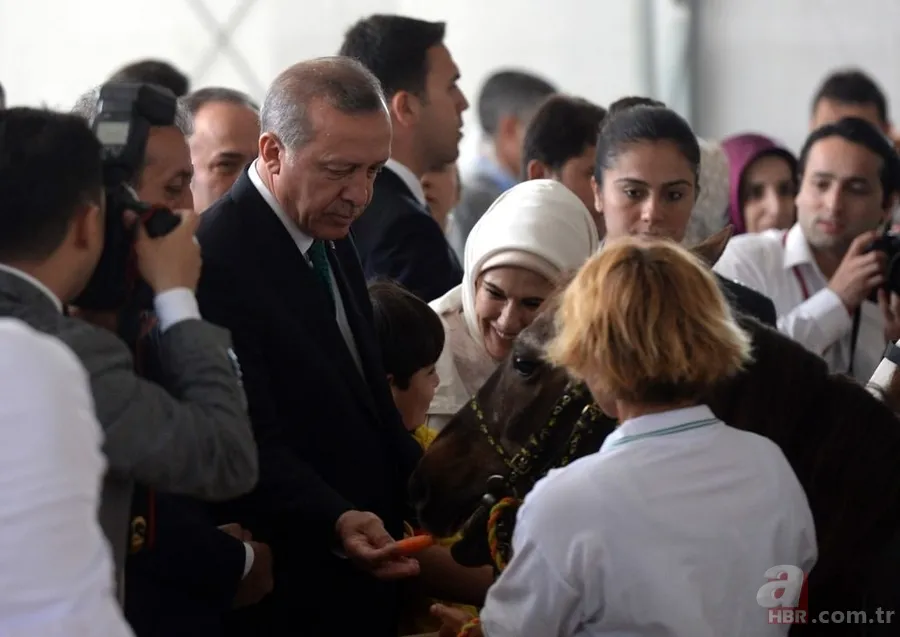 Katar emirinden Cumhurbaşkanı'na sürpriz: 53 tane Arap atı gönderdi 2