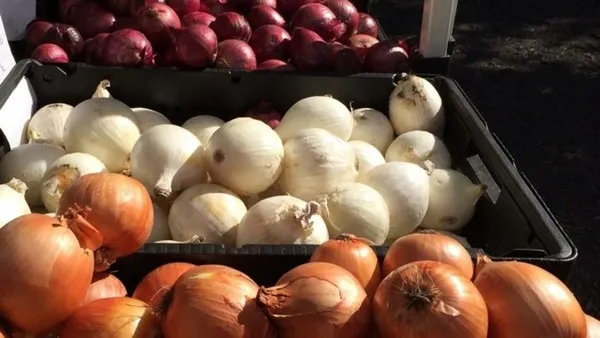 Muhalefetin ‘soğan’ provokasyonu çöktü: Hasat başladı fiyatlar düştü