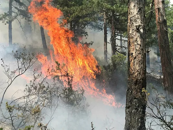 Son dakika: Uşak'ta orman yangını - 1