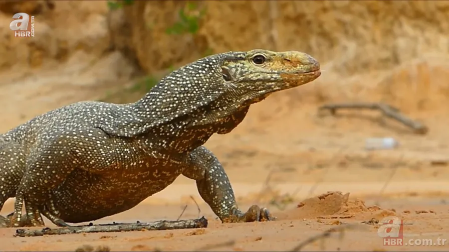 Fabrikada dev piton paniği! Yılan avcısı genç kadın... 25