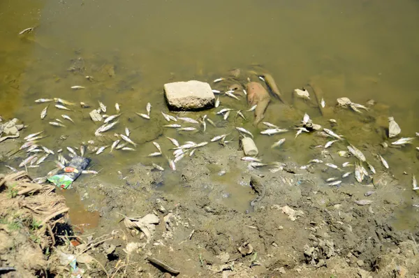 Karasu Nehri'nde korkutan balık ölümleri - 1