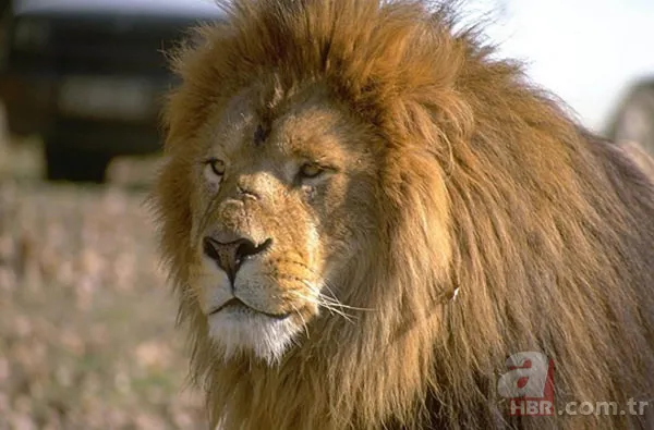 En uzun yaşayan hayvan hangisidir? 8