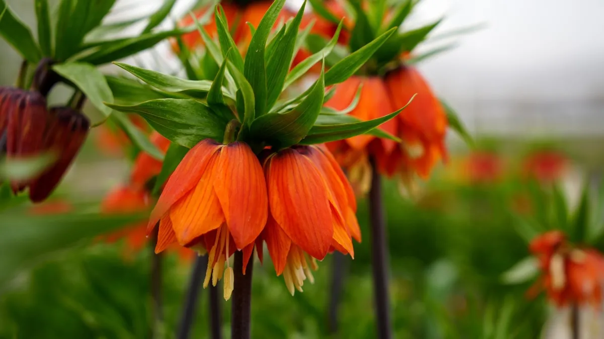 Ters laleyi koparmanın cezası 700 bin lira: Yılda sadece 20 gün yaşıyor