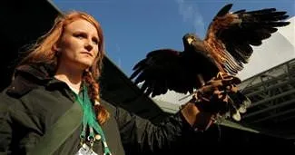 Wimbledon’ın koruyucu şahini çalındı!