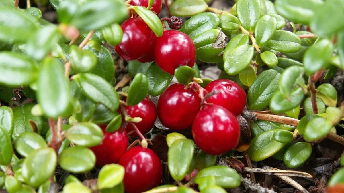 Osmanlı mutfağının şifa kaynağı! Kızılcık etkisi: C vitamini, antioksidan zengini