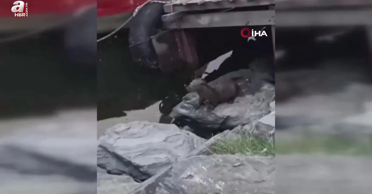 Nesli tükenmekte! Küçükçekmece'de görüldü