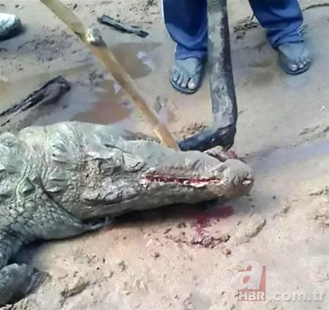 Yüzlerce kiloluk dev timsah tedavi edildi! Görüntüleri sosyal medyayı salladı 8