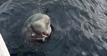 Balıkçıların ağına takıldı! Tam 1 ton ağırlığında ve 2,5 metre boyunda