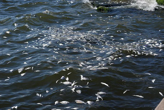 İzmir Körfezi’nde balık ölümleri devam ediyor! Belediye Başkanı Tugay: Balıklar buraya ait değil