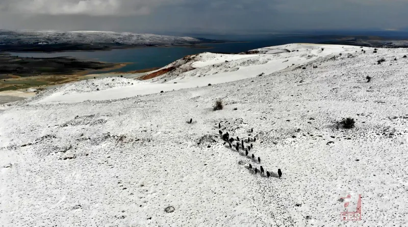 Elazığ'da domuz sürüsü drone ile görüntülendi 2