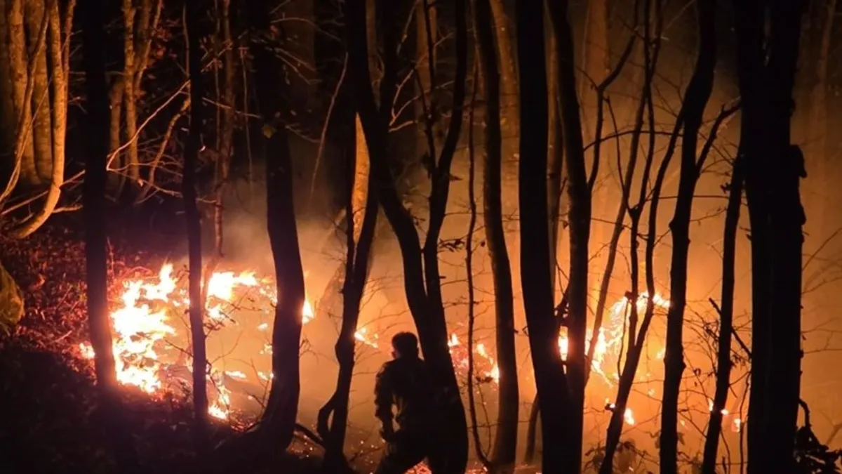 Fındık bahçesindeki otları yakmak isterken örtü yangını çıktı!
