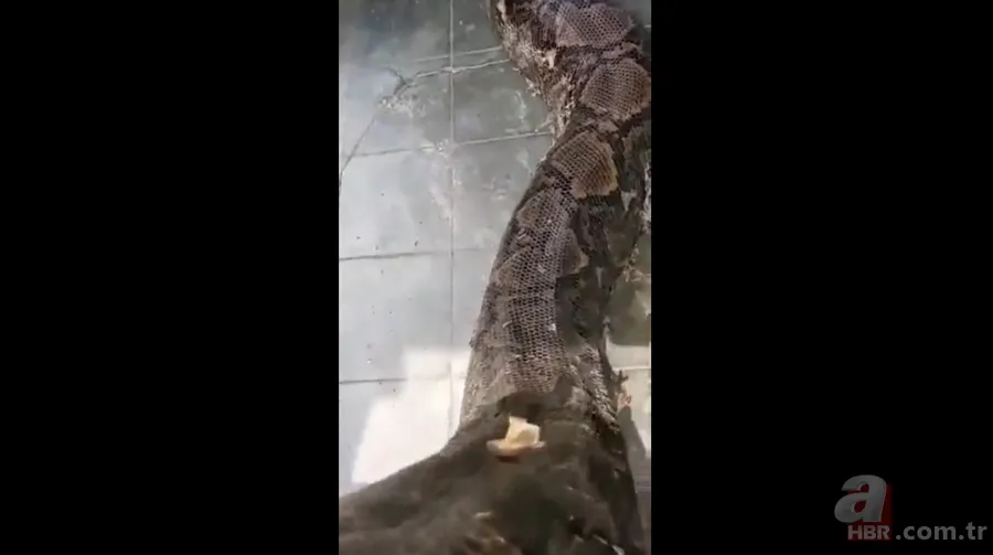 Bir yılan bunu neden yer? Pitonu ameliyat eden veterinerlerden sevinç çığlıkları 23