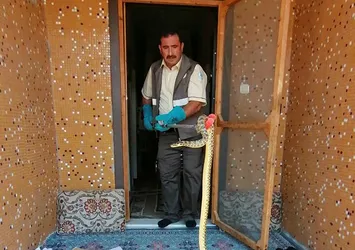 Ne olduğunu anlayamadılar! Kırıkkale'de eve 2 metrelik yılan girdi!