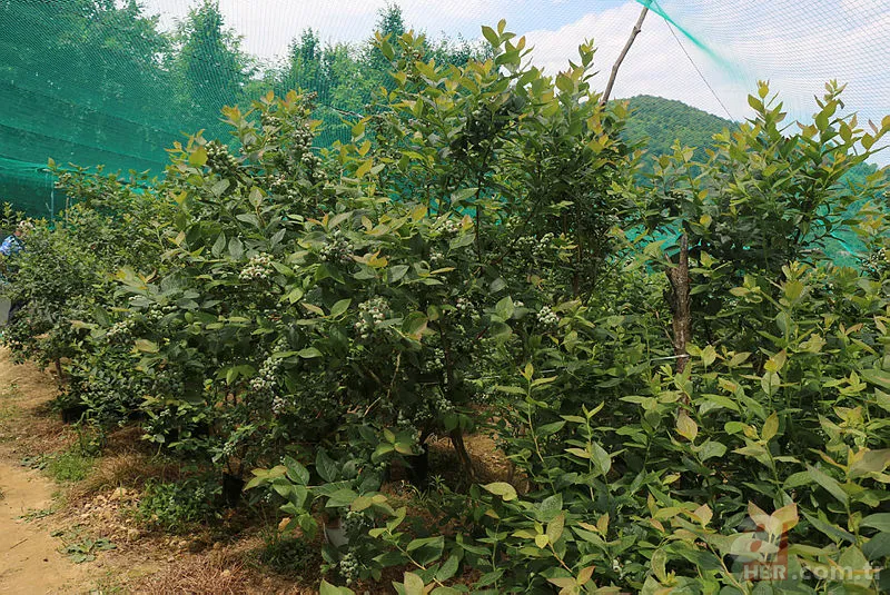 1 ay çalışarak 100 bin TL kazandırıyor! Tek ağaçtan 10 kilo çıkıyor! Yılda 1-2 bakım yeterli 6