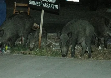 Bodrum diken üstünde! İlçeyi sardılar...