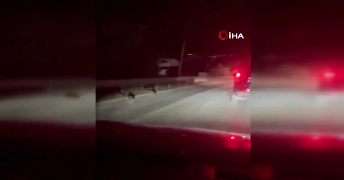 Yalova’da yavru domuzlar kara yoluna indi