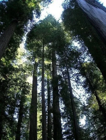 Dünyanın en uzun 10 ağacı