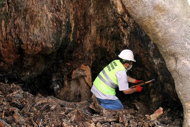 Samsun’da 1100 yıllık çınar ağacı bakıma alındı