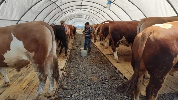 Kurbanlık pazarının gözdesi Ateş! Fiyatı dudak uçuklattı