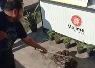 Dükkanı açmak istedi 10 metrelik piton yılanını görünce şoke oldu!