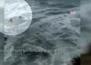 Korkunç olayın görüntüsü ortaya çıktı