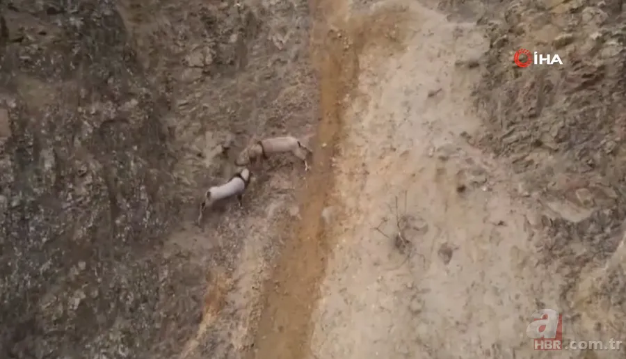 O ilimizde sürü halinde ortaya çıktılar! Karlı dağları aşarak… 8