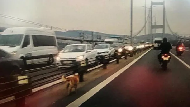 Yolunu şaşıran sokak köpeği 15 Temmuz Şehitler Köprüsü'ne çıktı - 1