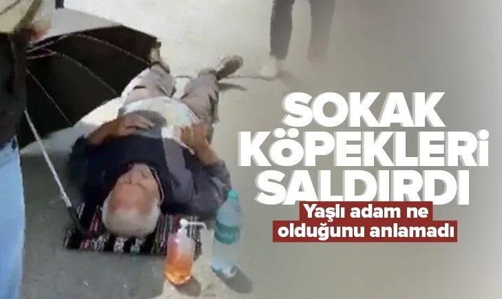 Küçükçekmece’de dehşet! Sokak köpekleri yaşlı adama saldırdı