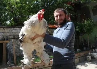 Son dakika: Böylesi görülmedi! Görenler hayrete düşüyor! Dev cüsseli horoz ve tavuklar