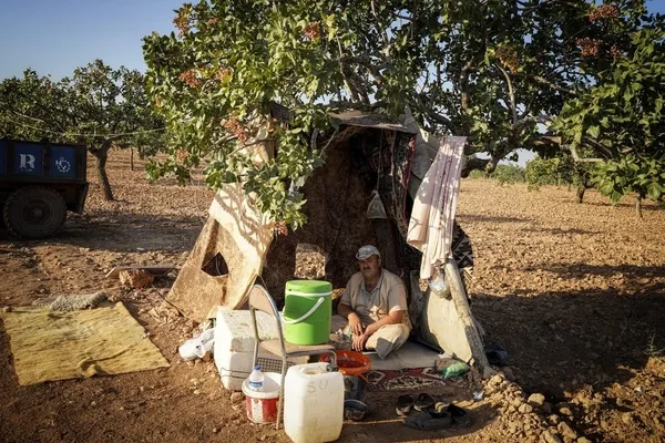 yesil-altin-724-koruma-altinda-fistigin-basinda-ozel-bekciler-nobet-tutuyor-1661069747166.jpg Yeşil altın 7/24 koruma altında! Fıstığın başında özel bekçiler nöbet tutuyor - 6