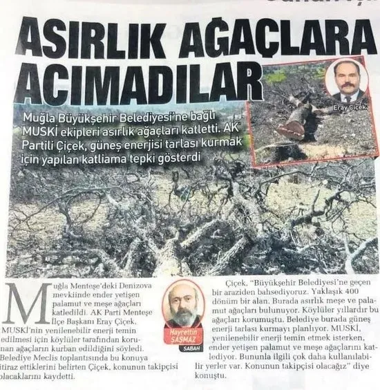 CHP'li Muğla Büyükşehir Belediyesi köylüyü dikkate almadı! Asırlık ağaçlar katledildi - 2