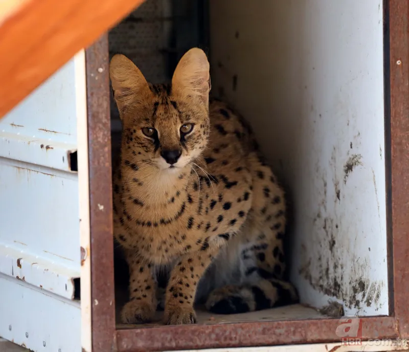 Kedigillerin en zor bulunan türü | İstanbul'da lüks bir malikanede ele geçirildi! Nesli neredeyse hiç kalmadı 7