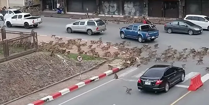 Şehirde maymun istilası! Birbirlerine saldırdılar