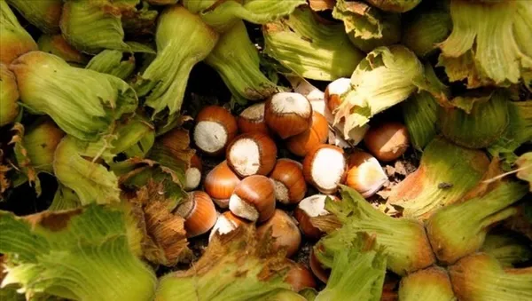 Sanayi ve Teknoloji Bakanlığı 3 ayaklı yeşil projeyle fındığın değerini artıracak