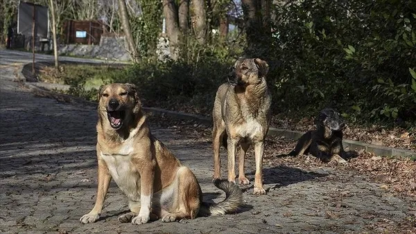 İstanbul Valiliği harekete geçti! 39 ilçeye ’sokak köpeklerini toplayın’ talimatı