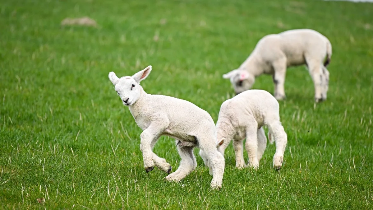 Kırsalda Bereket Küçükbaşa Destek projesi nedir, kimleri kapsıyor?