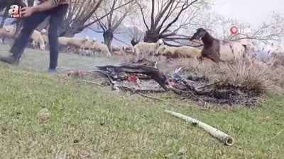 Doluya yakalanan sürüde ıslanan oğlağı ateş yakarak ısıttı