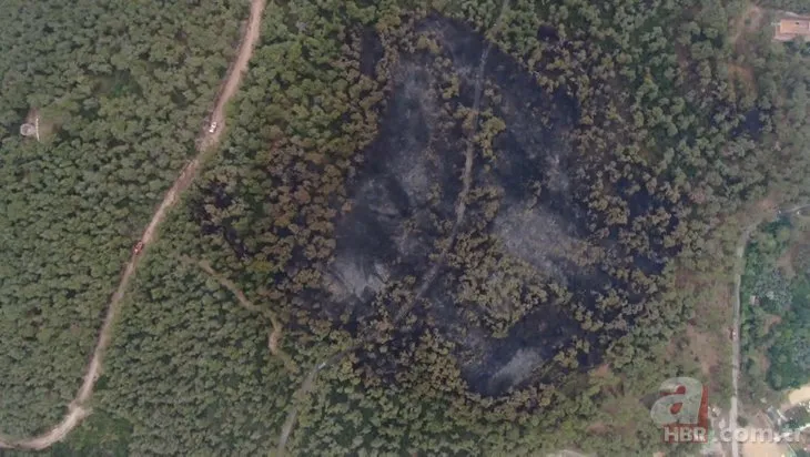 Heybeliada’da yanan alanlar yeşile dönmeye başladı! 13 hektar küle dönmüştü