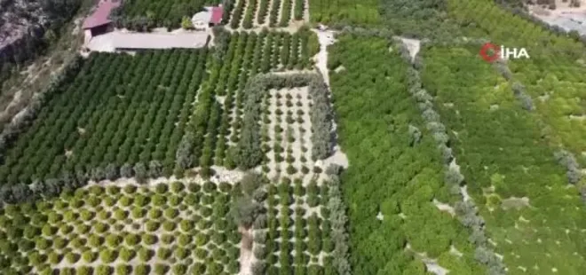 Yılda 1 milyon tondan fazla üretiliyor