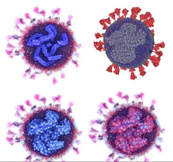 İşte koronavirüsün en gerçekçi görüntüsü