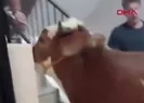 Bursada kurbanlık boğayı 6 kat çıkarıp terasta kestiler