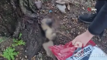 Vahşet! Önce boğdular sonra deniz kenarına attılar | Kediye kan donduran davranış