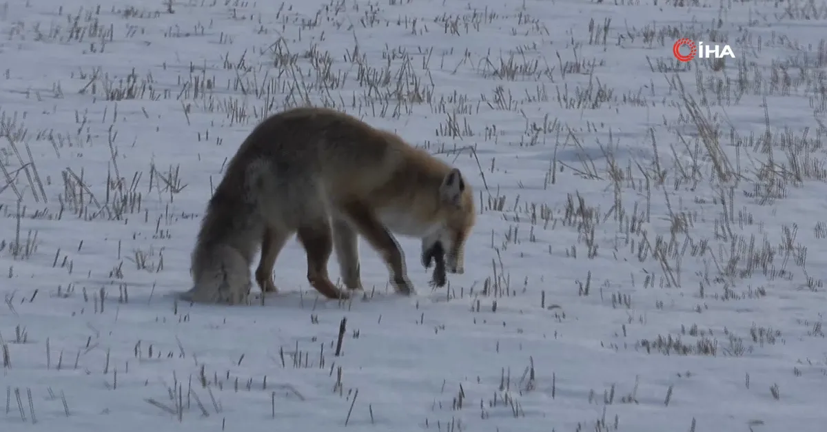 -10 derecede av kamerada! Belgeselleri aratmayan görüntüler Ardahan'dan