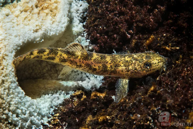 Mehmetçik Van Gölü'nde yaşayan ikinci balık türünü buldu 3