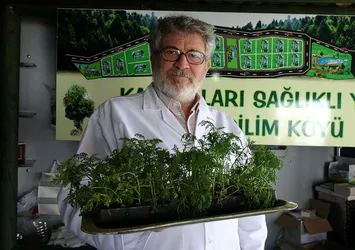 Koronavirüs tedavisinde ilk sırada! Peygamber Süpürgesi yetiştiriciliği için çalışmalar başladı
